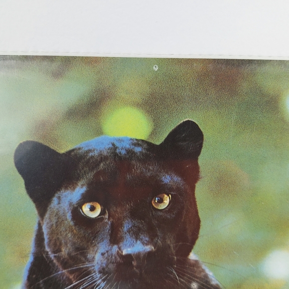 - Bruce lakofka, Tom Bakefield posters wolf panther 8x10 3 prints lot - Picture 11 of 14